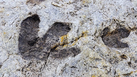 Southern Africa’s youngest dinosaur tracks unearthed on Western Cape coast