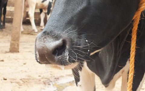 FMD crisis: How did we get to this point? — Terence Corrigan