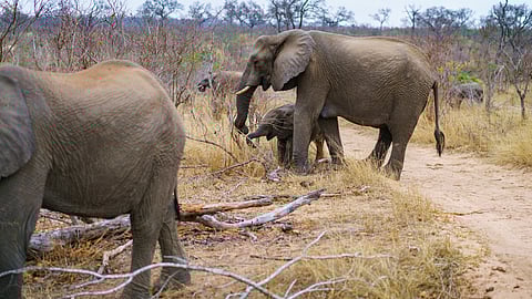 Should wildlife parks be fenced?: 60 African examples gives us an answer