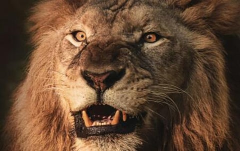 UK media bias against white South Africans under fire