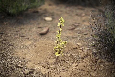 World bank, Amazon launch $120m Spekboom carbon bond deal