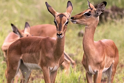 Impala grooming each other in Somabula Nature Reserve, South Africa.