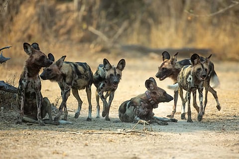 A pack of African wild dogs in Zambia’s Kafue National Park.