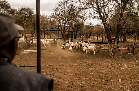 NORTHAM, SOUTH AFRICA – AUGUST 08: Farmer David Rakgase watches his livestock during an interview on August 08, 2018 in Northam, South Africa. The 77-year-old cattle farmer from Limpopo has launched a court bid to force the South African government to sell him the land he has leased since 1991. (Photo by Gallo Images / Netwerk24 / Deon Raath)