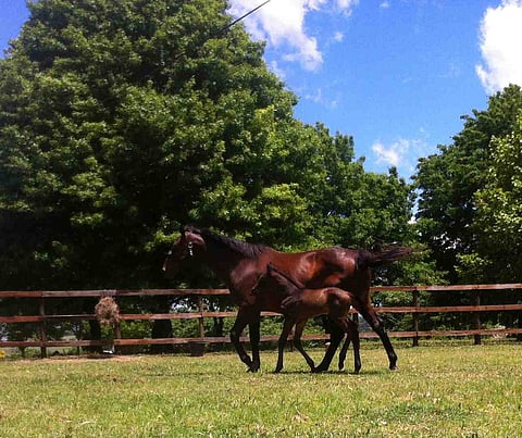 Cable thieves end our horse breeding dream