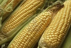 SA Maize drought: Zambia to the rescue