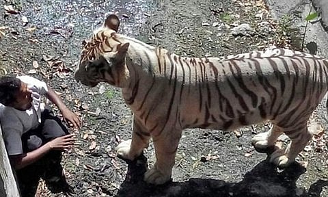 The man who fell 6 metres into the white tiger's enclosure at a New Delhi zoo cowered for 15 minutes before being attacked and killed by the animal.