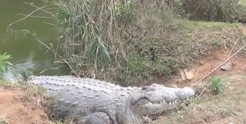 Henry, SA’s Tweeting Crocodile sets another world record