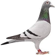 China’s latest bubble – $320 000 paid for racing pigeon at auction