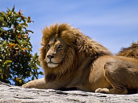Obama petitioned: Cecil the lion killer may be sent back to Zim, face music