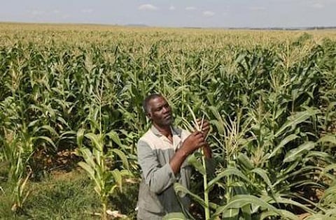 Koos Mthimkhulu inspects his crop at his farm in Senekal, about 287km (178 miles) in the Eastern Free State, in this February 29, 2012 file photo. REUTERS/Siphiwe Sibeko