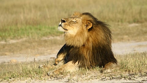Cecil the lion is seen at Hwange National Parks in this undated handout picture received July 31, 2015. The American dentist who killed Cecil the lion was a "foreign poacher" who paid for an illegal hunt and he should be extradited to Zimbabwe to face justice, environment minister Oppah Muchinguri said on Friday. In Harare's first official comments since Cecil's killing grabbed world headlines this week, Muchinguri said the Prosecutor General had already started the process to have 55-year-old Walter Palmer extradited from the United States. REUTERS/A.J. Loveridge/Handout via ReutersATTENTION EDITORS - THIS PICTURE WAS PROVIDED BY A THIRD PARTY. REUTERS IS UNABLE TO INDEPENDENTLY VERIFY THE AUTHENTICITY, CONTENT, LOCATION OR DATE OF THIS IMAGE. THIS PICTURE IS DISTRIBUTED EXACTLY AS RECEIVED BY REUTERS, AS A SERVICE TO CLIENTS. FOR EDITORIAL USE ONLY. NOT FOR SALE FOR MARKETING OR ADVERTISING CAMPAIGNS. NO ARCHIVES. NO SALES. TPX IMAGES OF THE DAY