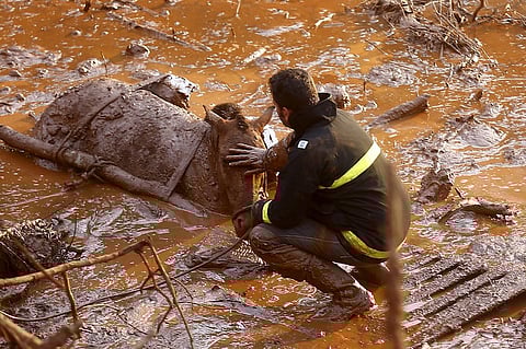 A rescue worker touches the face of a horse as they try to save it at Bento Rodrigues district, which was covered with mud after a dam owned by Vale SA and BHP Billiton Ltd burst in Mariana, Brazil, November 6, 2015. Casualties from the collapsed dam at a Brazilian mine owned by Vale and BHP Billiton mounted on Friday after rescue teams worked through the night to find the dozens missing in mudslides that devastated a nearby village. A spokesman for firefighters in the rescue confirmed 30 injuries and at least two deaths, but said the count was likely to rise as the search advanced slowly after mudslides knocked out roads and cellular towers. REUTERS/Ricardo Moraes