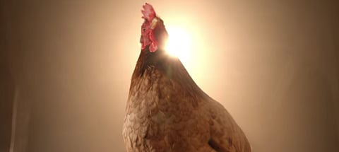 WATCH: Nando’s breaks own mould – “heroic” chicken ad new Xmas tear jerker