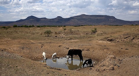 Livestock drink from a drying river outside Utrecht, a small town in the northwest of KwaZulu-Natal, November 8, 2015. Cattle are the traditional asset by which Nampie Motloung, a subsistence black South African farmer, has long measured his wealth. But a blistering drought has made them a liability. Picture taken November 8, 2015. REUTERS/Siphiwe Sibeko