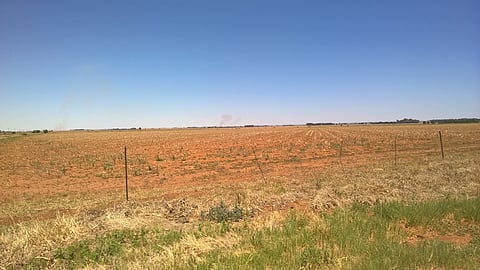 A barren maize field on a road to Parys.