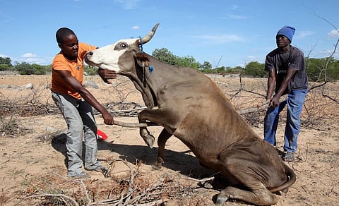Zimbabwean men attempt to get a malnourished cow on its feet  in rural Masvingo, in this file picture taken January 21, 2016. Zimbabwean President Robert Mugabe has declared a state of disaster in most rural parts of the country severely hit by a drought, with 26 percent of the population said to be in need of food aid, the government said in a statement late February 4, 2016. Picture taken January 21, 2016. REUTERS/Philimon Bulawayo/Files