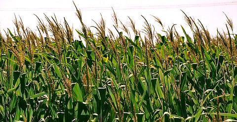 Higher food prices – greater threat to SA’s stability than poor political leadership