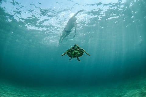 Lewis Pugh’s tale of devastation: Turning turtle on illicit wildlife trade