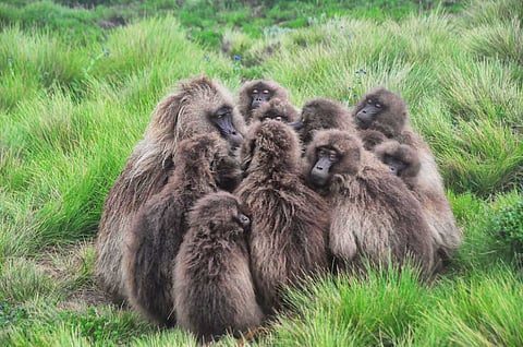A troop of chacma baboons.