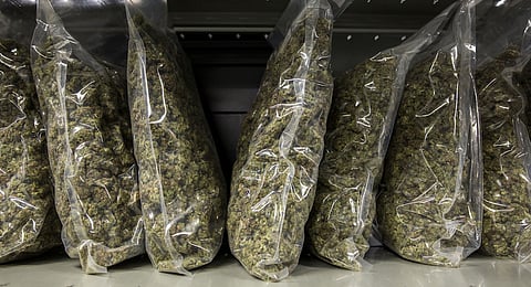 Packages of marijuana are seen on shelf before shipment at the Canopy Growth Corp. facility in Smith Falls, Ontario, Canada. Photographer: Chris Roussakis/Bloomberg