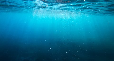 New book reveals shocking extent of abalone poaching