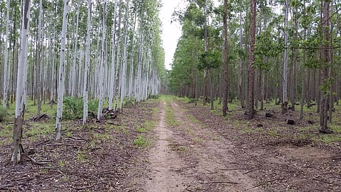 Martin's research provides a window into how trees grow and how they can be sustainably farmed for better industrial processing.