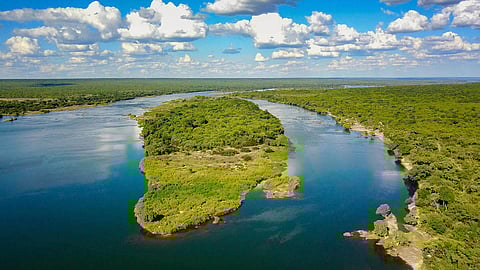 Wildlife’s ‘clean-up crew’ in crisis; why the world needs vultures