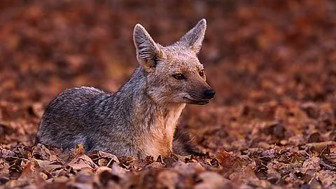 https://www.firstrand.co.za/perspectives/the-origin-of-the-african-jackal/