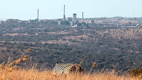 Zebra graze near the Pelindaba Nuclear Research Centre, west of Pretoria, South Africa, on July 10, 2012. (Photo by Gallo Images / The Times / Alon Skuy)
