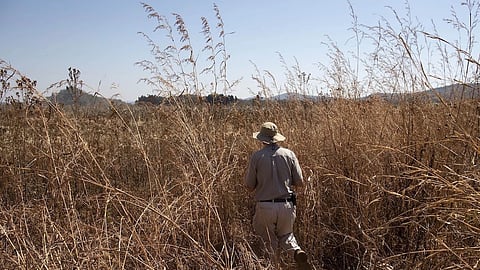 HARARE, ZIMBABWE - AUGUST 01: Farm owner Andrew Pascoe visits one of his corn fields as it is harvested at Ivordale Farm on August 1, 2018 outside Harare, Zimbabwe. Commercial farmer Andrew Pascoe runs the 330-hectare farm east of Harare. His father started the business in the 1950’s. The farm grows wheat mostly, maize and Soya Beans, with a dairy herd of 170 cows, a further 280 for beef, plus a piggery with 1200 animals. Before the land reform ‘initiative’, Mr Pascoe owned 1725 Hectares but was left with only 224, only 60 of which that was arable. He currently runs the 60 hectares of his own land, with the rest falling under a ‘joint venture’ program. In 2000 the then President of Zimbabwe, Robert Mugabe, ran a land reform program that aimed to redistribute the farm land mostly owned by white Zimbabweans, to black subsistence farmers. The policy was seen as a disaster, with around 4000 white farmers forcibly removed from their farms, often violently. The policy crippled the agricultural sector and subsequently contributed to the collapse of the economy as those that took over the land lacked the knowledge to run the businesses. (Photo by Dan Kitwood/Getty Images)