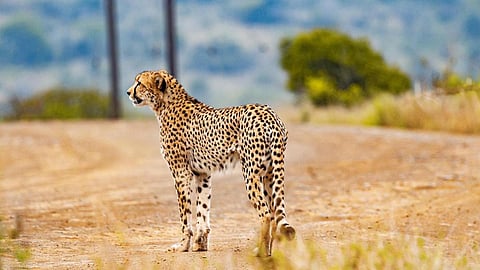 https://pixabay.com/photos/cheetah-animal-safari-cat-wild-cat-5689870/