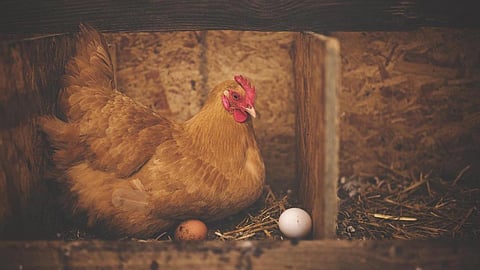https://pixabay.com/photos/chicken-hen-eggs-poultry-animal-1867521/