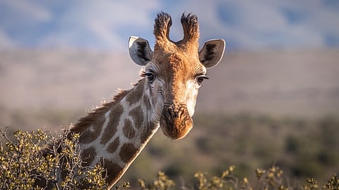 https://pixabay.com/photos/giraffe-animal-nature-wildlife-4312090/