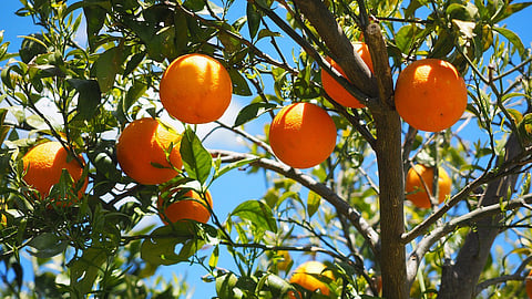 https://pixabay.com/photos/oranges-fruits-grove-orange-trees-1117628/