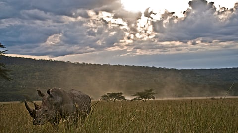 We need to have an honest debate about farming rhino to save them – Jonathan Oppenheimer