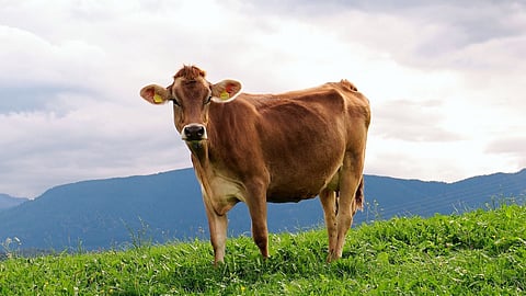 https://pixabay.com/photos/cow-animal-milk-cow-meadow-alps-950227/