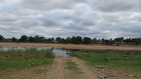 Cathy Buckle: A Zimbabwean adventure of courage, determination and wildlife encounters