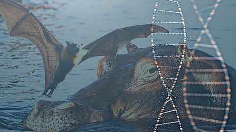 The secrets of the human genome: researchers uncover clues by studying the genomes of other mammals