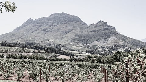 Load-shedding pours misery on South Africa’s wine industry