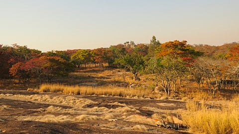 Zimbabweans don’t want to be refugees in foreign lands – Cathy Buckle