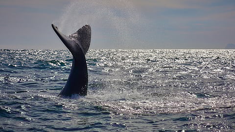 Boardroom Talk – Need a boost? Catch up with someone in the tourism sector