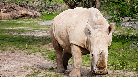 Howard Buffett, Walton Family among billionaires backing unprecedented effort to save white rhinos