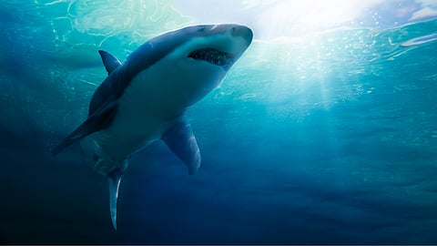 Eastward great white shark shift alarms South African beaches