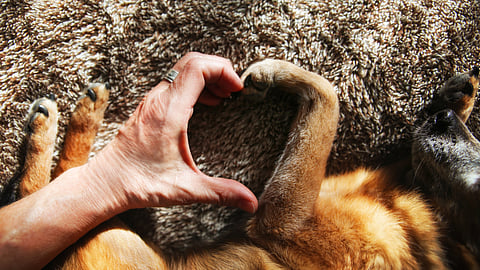 Andrew Kenny explores morality: Why humans are worse than animals