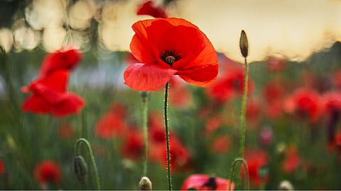 Unveiling forgotten heroes: The untold sacrifice of Captain Ralph Lenton in WWII – Cathy Buckle