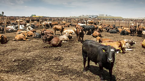 Saudi Arabia lifts 20-year ban on SA meat imports, initiates strategic economic expansion into Africa