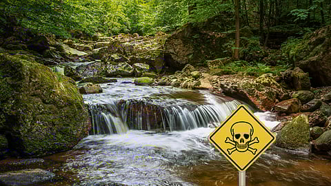 Anglo spinoff, Thungela, leads fish rescue campaign: Restocking rivers post-toxic spill