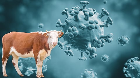 Bird flu demands our vigilance, but not our panic: Lisa Jarvis