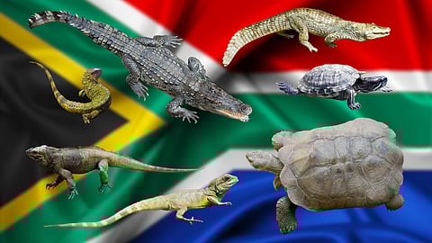 New conservation assessment reveals extinction threats to SA’s reptiles